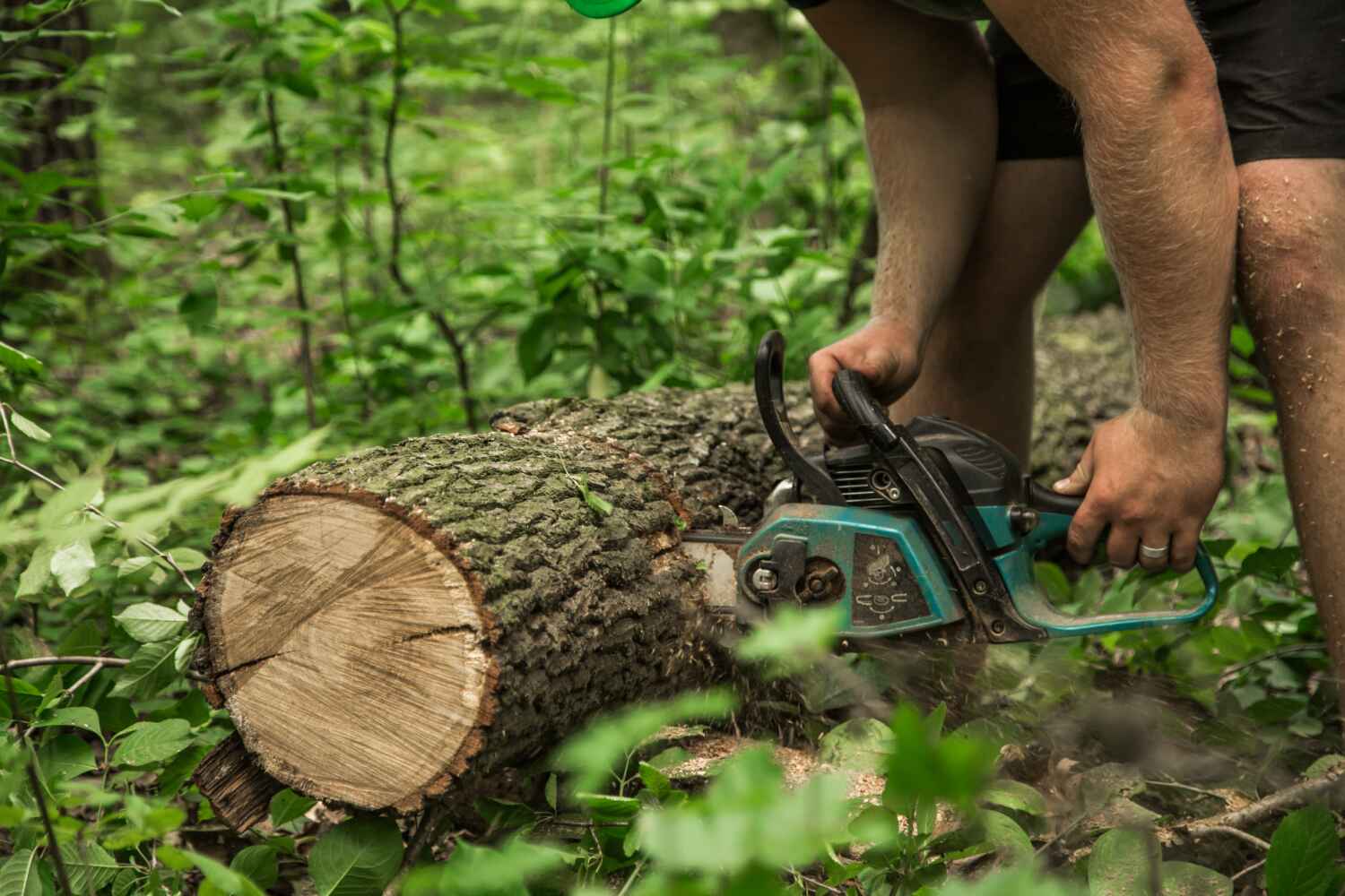 Best Best Tree Removal Services  in Memphis, FL